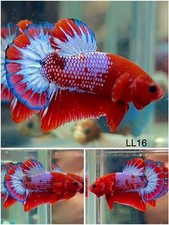 fish koi 16 for sale fish koi 16 for sale Clemmons