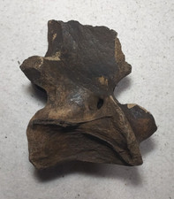 Bison axis vertebra for sale  USA