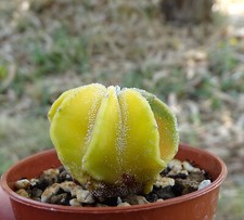 Astrophytum capricorne senile d'occasion  Servian