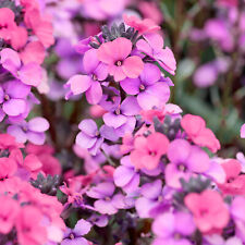 Wallflower purple bicolour for sale  UK