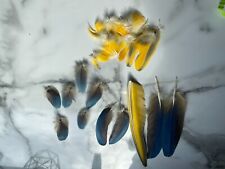 Parrot blue gold for sale  LARKHALL