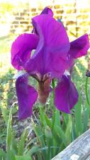 Rizomi iris germanica usato  Larderello