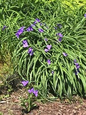 Spiderwort tradescantia plants for sale  Rhodesdale
