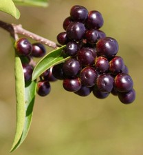 Ligustrum vulgare privet usato  Napoli