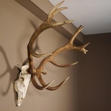 Ender deer antler usato Ender deer antler usato  Spedire a Italy