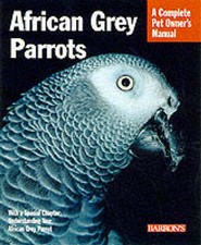 African grey parrots for sale  AMMANFORD
