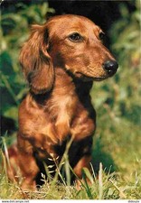 Animals dogs long d'occasion  Expédié en Belgium