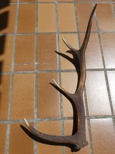 Abwurfstangen geweihstangen hi gebraucht kaufen  Braunlage