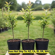 Apple tree tall for sale  Vero Beach
