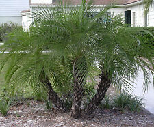 Phoenix roebelenii pygmy for sale  Claxton