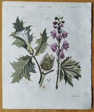 Botany aconite datura d'occasion  Expédié en Belgium