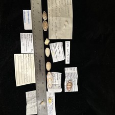 Seashells tiny varieties for sale  Warner Robins