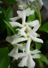 Jasmin madagascar stephanotis d'occasion  Metz-