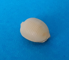 Cypraea chidreni tuamotu d'occasion  Nice-