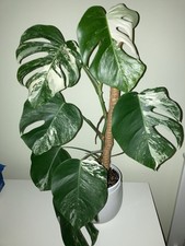 Monstera deliciosa albo for sale  Fort Lee