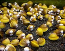 1000 live freshwater for sale  Richmond