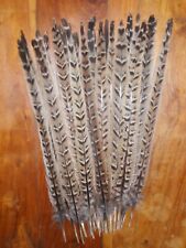 Hen large pheasant for sale  ABERDEEN