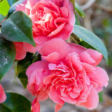 Camellia japonica triumphans for sale  UK