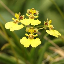 Equitant oncidium species for sale  Canton