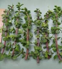 Elephant bush dwarf for sale  Pauma Valley