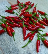 Pequino peperoncino dal usato  Spedire a Italy