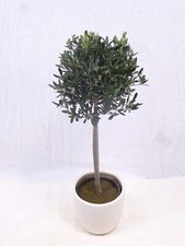 Livenbaum lea europea gebraucht kaufen  Mühlheim