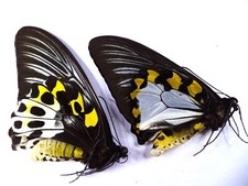 Farfalle ornitotteri hypolitus usato  Spedire a Italy