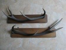 Alte geweih garderobe gebraucht kaufen Alte geweih garderobe gebraucht kaufen  Braunlage