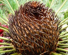 Cycas revoluta sago usato  Napoli
