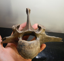 Fossil bison lumbar for sale  Kansas City