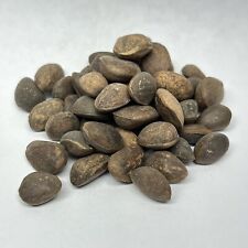 Pacote de sementes de bonsai de pinheiro branco chinês Pinus Armandii comprar usado  Enviando para Brazil