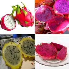 100 seeds dragon for sale  Fresno