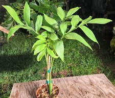 Monstera subpinnata plant for sale  Hollywood