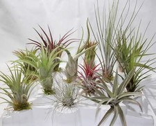 Tillandsien set 3 gebraucht kaufen  Heroldsberg