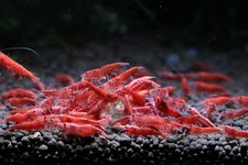 Live fire red for sale  Henderson