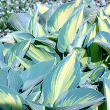 Hosta june garden for sale  SPALDING