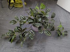 Artificial plastic fake for sale  WELWYN GARDEN CITY