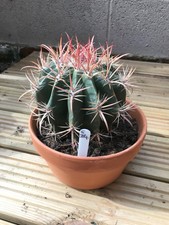Large ferocactus cactus for sale  COLWYN BAY
