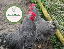 Barred plymouth rock for sale  BUXTON