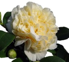 Jurys yellow camellia for sale  Pelzer