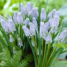 Easy grow muscari for sale  Milwaukee