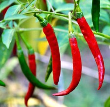 Capsicum annuum var. usato  Napoli