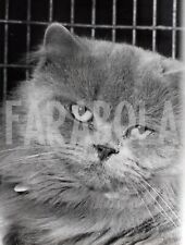 Vintage gatta persiana usato  Roma