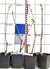 Sorbus wilfrid fox gebraucht kaufen  Bad Bergzabern