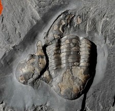Trilobite ordovicien hérault d'occasion  Cuxac-d'Aude