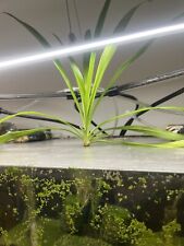 Rooted spider plant for sale  HEANOR
