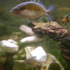 Female male adult for sale  Fond Du Lac