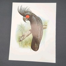 Vtg black parrot for sale  Levelland