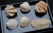 Fossilien korallen seeigel gebraucht kaufen  Heidenheim an der Brenz