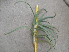 Beautiful rare aloe for sale  Santa Barbara